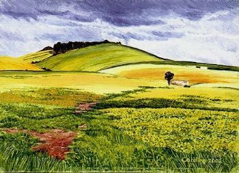 "5. Moorreesburg Canola"