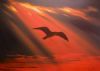 "Sunset Soaring ..."