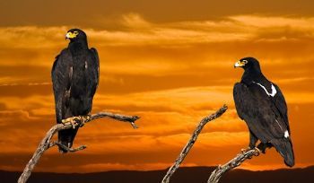 "Royal Flush - African Black Eagles"