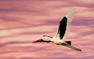 "Saddle-Billed Stork"
