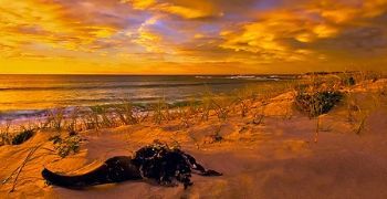 "Golden Sunrise"