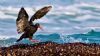 "Feeding Oystercatcher"