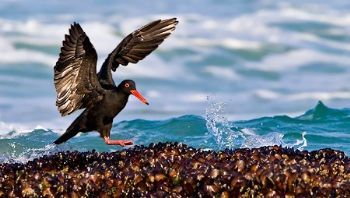 "Feeding Oystercatcher"