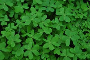 "Clovers"