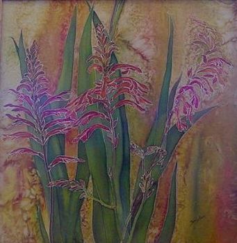 "Chesmanthes floribunda 'piempiempies'"