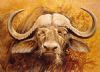 "Cape Buffalo Head"