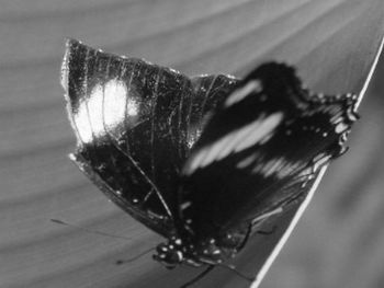 "Broken Wing"