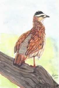 "Crested Francolin"