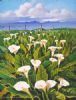 "Wild Arum Lilies in the Boland"