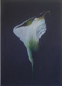 "The First Arum Lilly"
