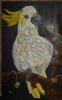 "Cockatoo"