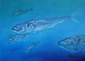 "Horse Mackerel"