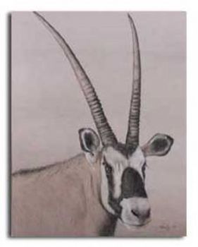"Gemsbok"