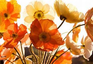 "Poppies"