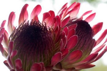 "Protea"