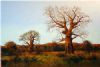 "Baobab Afternoon"