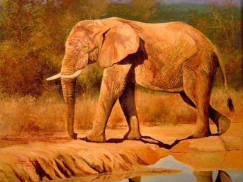 "Addo"