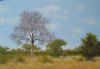 "Bushveld 1"