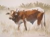 "Nguni 24"