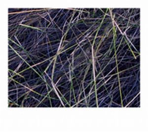 "Grass Series - 2"