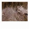 "Grass Series - 3"