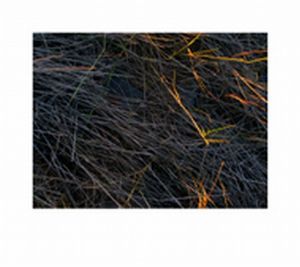 "Grass Series - 4"