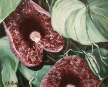 "Dutchman Pipe 1 of 2 Set"