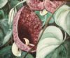 "Dutchman Pipe 2 of 2 Set"