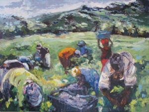 "Harvesting grapes"