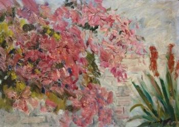 "Bougainvillaea"