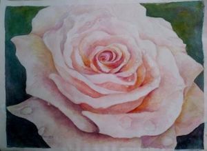 "Rose with dew drops"