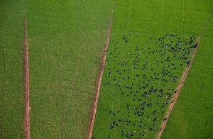 "Cows"