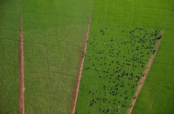 "Cows"