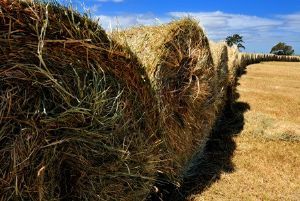 "Hay Rolls"