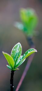 "Plantscape #12"
