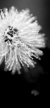 "Flower Puff"