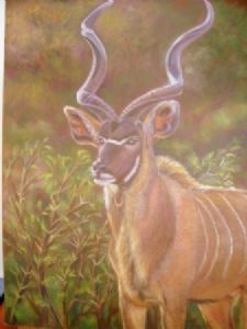 "Kudu bull"