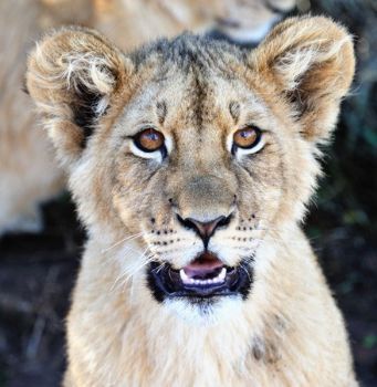 "Lioness #1"