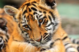 "Tiger Cub #3"