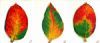 "NUM-NUM LEAVES - SET"