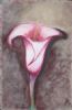 "Pink Arym lily"