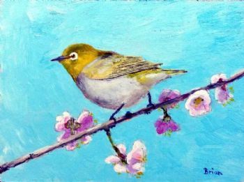 "Cape White-Eye"