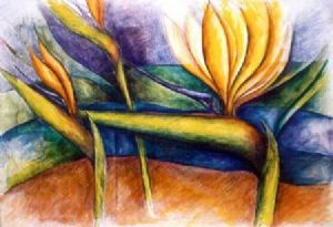 "Bird of paradise"