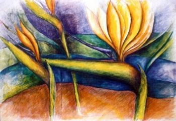 "Bird of paradise"