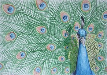 "Peacock"