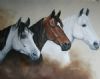 "3 Horses Portrait"