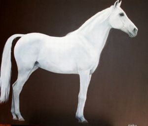 "Arab horse standing"