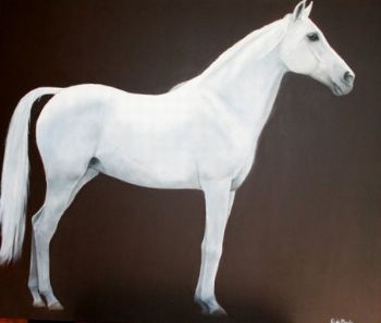 "Arab horse standing"