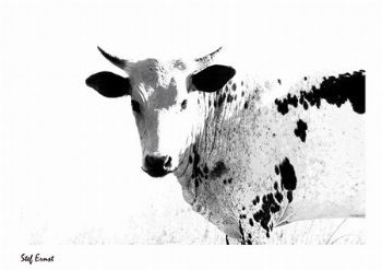 "Nguni Black and White"