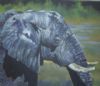 "Elephant"